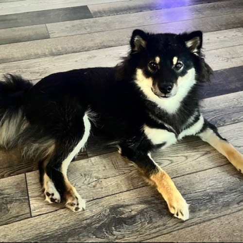Pet Policy Image