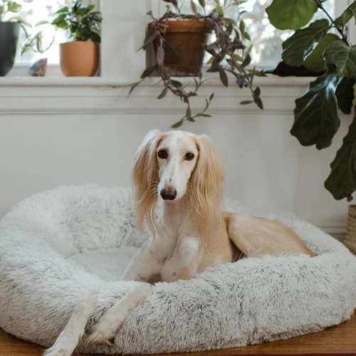 Dog sitting in a dog bed in a well lit living room